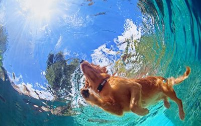 Canine Water Safety Tips
