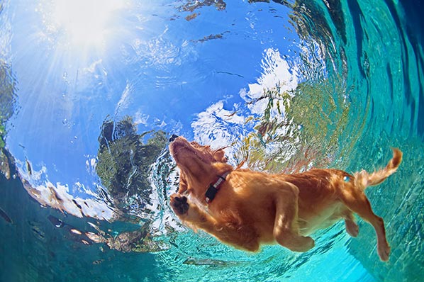 Canine Water Safety Tips