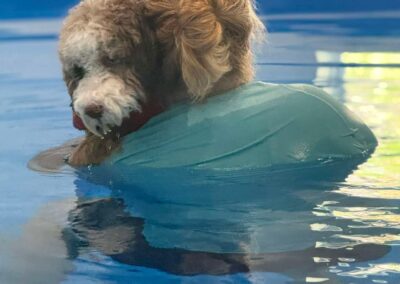 Apricot doodle resting on a pool float in the indoor pool
