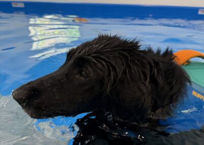 Black dog swimming across the indoor pool