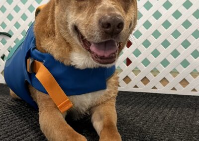 Red heeler in a blue life jacket smiling on the pool deck