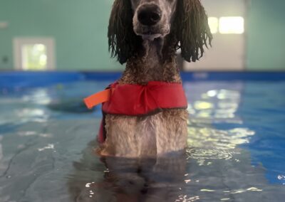 Standard poodle wearing a red life jacket standing in the indoor pool