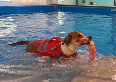 Small hound in a red life jacket floating in the warm indoor pool
