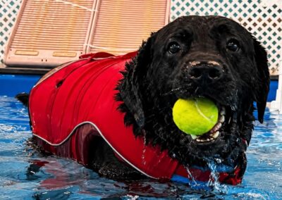 Black dog in a red life jacket holding a tennis ball beside the pool
